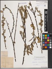 Foto von Salix cinerea L.